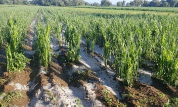 Los campesinos esperaban recolectar sus productos de manera normal.