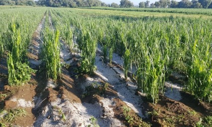 Granizo y Covid afectan producción de maíz en la zona del Ixta Popo