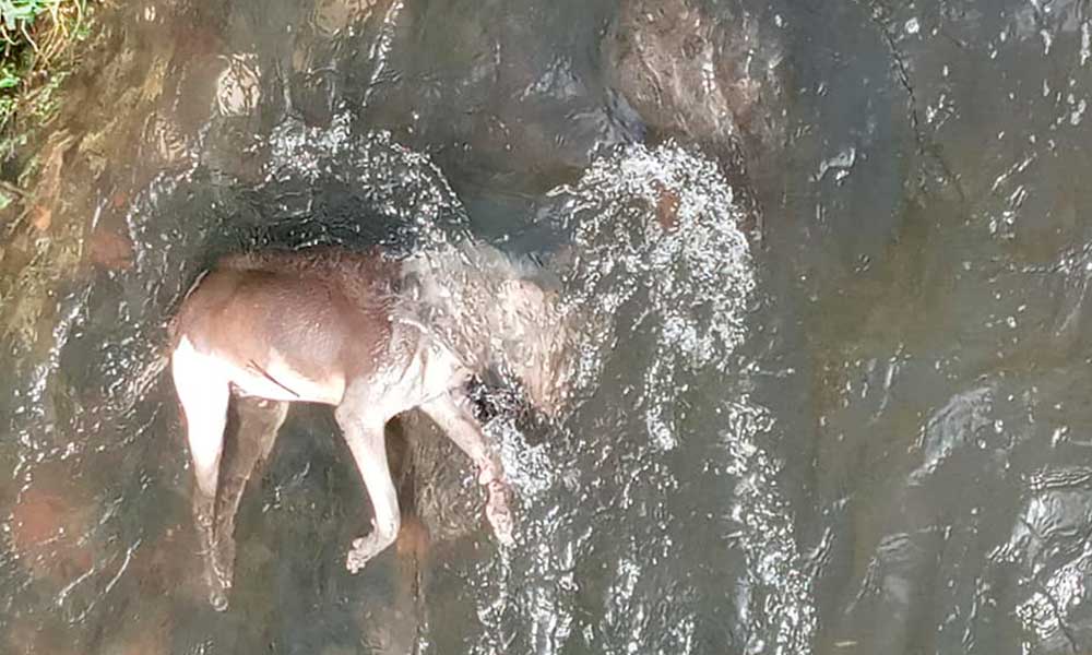 Aparecen perros muertos en ríos de Atlixco