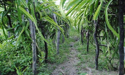 Sembraran 15 hectáreas de pitahaya y ciruela roja para Xayacatlán de Bravo