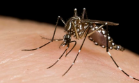 Autoridades de Izúcar tienen mal su estadística de enfermos de Dengue
