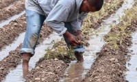 Más de mil 500 productores inician siembra de flor de cempasúchil en Atlixco