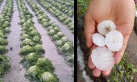 Granizo del tamaño de canicas daña los cultivos de Quecholac