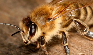 Abejas atacan en centro de Teziutlán y dejan 3 peatones heridos