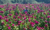 Productores de flor solicitan apertura de panteones para Todos Santos