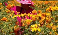 Flor de cempasúchil: el breve respiro para los productores de Atlixco