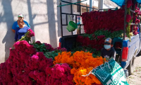 Sin comercializar 30% de Flor de Todos Santos en Tehuacán