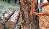 Azota plaga de gusano descortezador en parque Izta-Popo