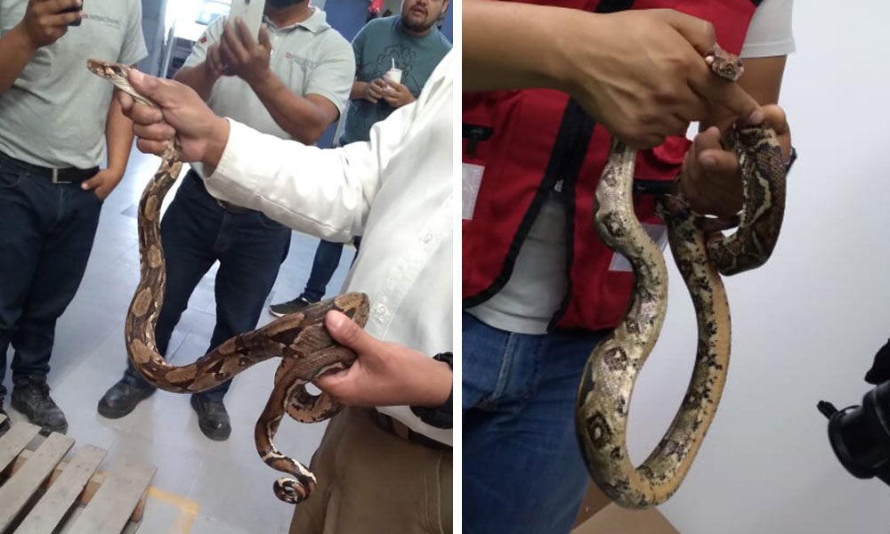 ¡Tremendo susto! encuentran espécimen de boa en comercio de Huauchinango