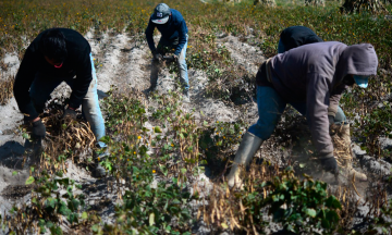 Productores duplicarán cosecha de frijol con asesoría de Granjas Carroll 