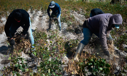 Productores duplicarán cosecha de frijol con asesoría de Granjas Carroll 
