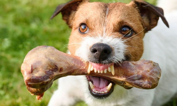 Vecinos de Santo Tomás Chautla ven a perros comer restos humanos