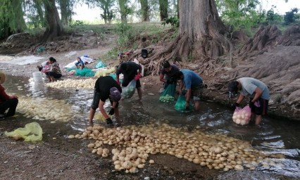 Productores de jícama en la zozobra tras cierre de mercados por Covid-19