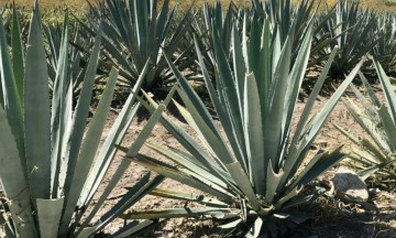 Las especias de maguey más demandas son la marmorata, patotorum y el agave Iyobaa.