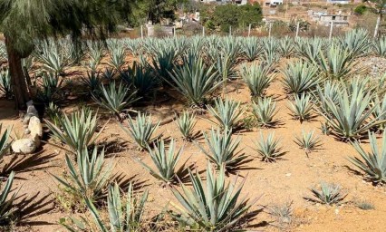 Robo de magueyes en Reserva de la Biósfera para producción de mezcal