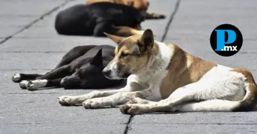 Hallan 18 perros muertos en Tlacotepec; Fiscal&iacute;a de Puebla investiga causas