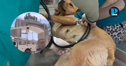 Mientras avanza construcci&oacute;n de plaza de toros, persiste rezago en esterilizaci&oacute;n animal en Iz&uacute;car de Matamoros
