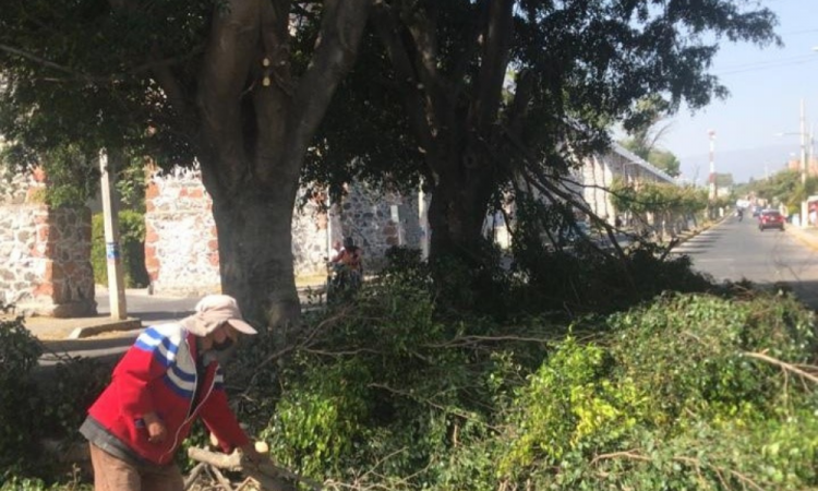 Vecinos de Chapulapa, en Atlixco detuvieron tala de árboles por parte del Ayuntamiento