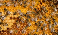 ¡Oh-no! Ataque de abejas dejó varios heridos en Metepec