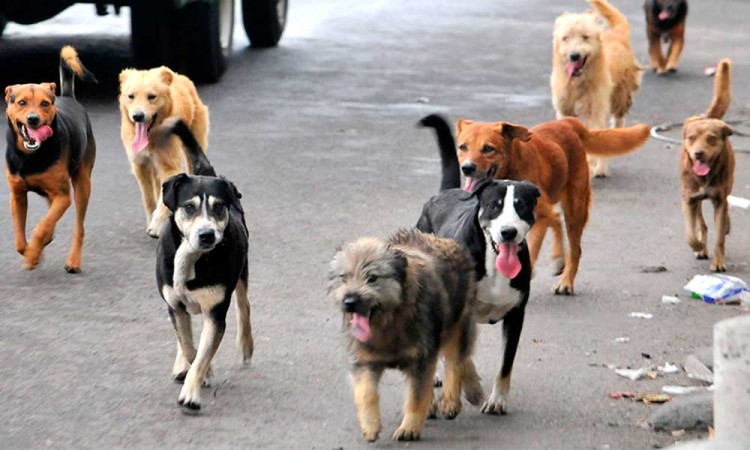 Sobrepoblación canina, problema social en zona rural del valle de Atlixco