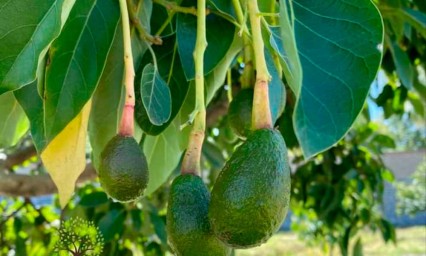 Productores buscan recuperar cosechas del aguacate nativo de Atlixco 