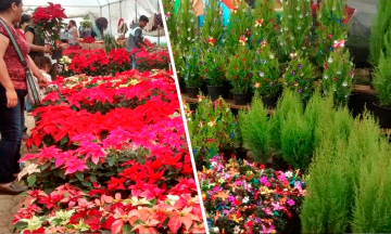 Sí habrá Expo Navideña en Tenango de las Flores