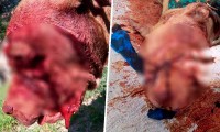 Sujeto machetea a un pitbull hasta dejarlo sin ojo en Izúcar de Matamoros