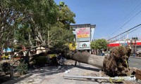 Fuerte viento tira árbol del zócalo de San Martín Texmelucan, dejando a un lesionado