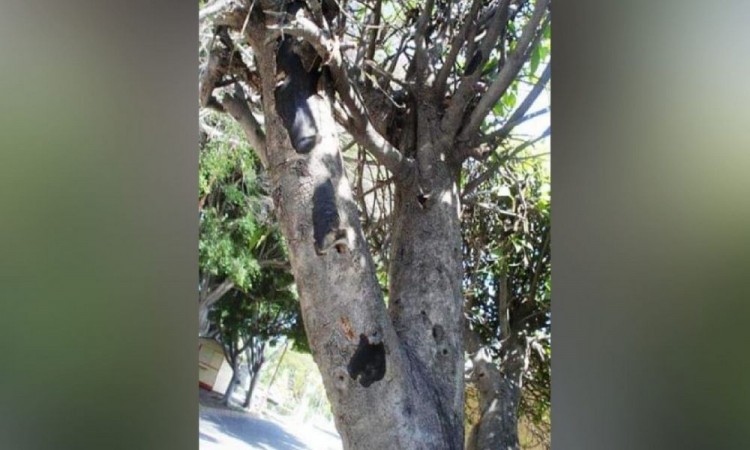 40 árboles en Tehuacán serán derribados por plaga de hongo negro