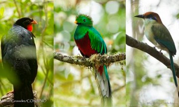 En riesgo, la mitad de las especies de aves en Centroamérica