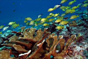 Declaran al Caribe mexicano como área natural protegida