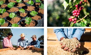 Donará Starbucks 4 millones de plantas de café en México