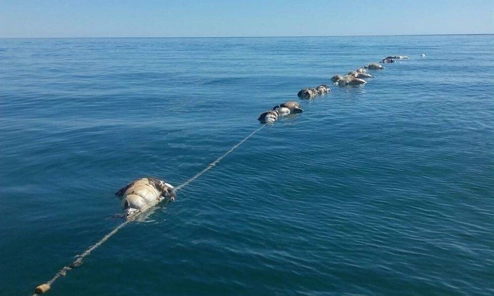 Hallan muertos a 22 lobos marinos y 2 tiburones espina
