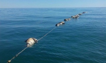 Hallan muertos a 22 lobos marinos y 2 tiburones espina