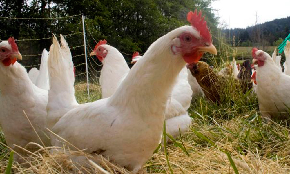 Detectan brote de gripe aviaria H7N3 en Jalisco