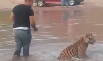 Pasean a tigre en río Sacramento