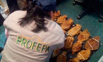 Aseguran en aeropuerto 375 buches de Totoaba que iban a China