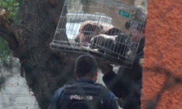 Asesinan perros pitbull a niña de 3 años