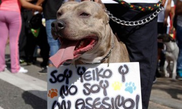 Realizan Caminata Mundial Pitbullera en Ciudad de México
