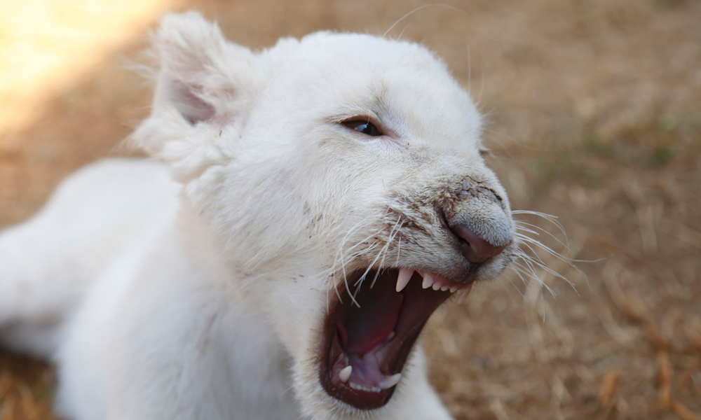 Presentan al cachorro león blanco de Tlaxcala