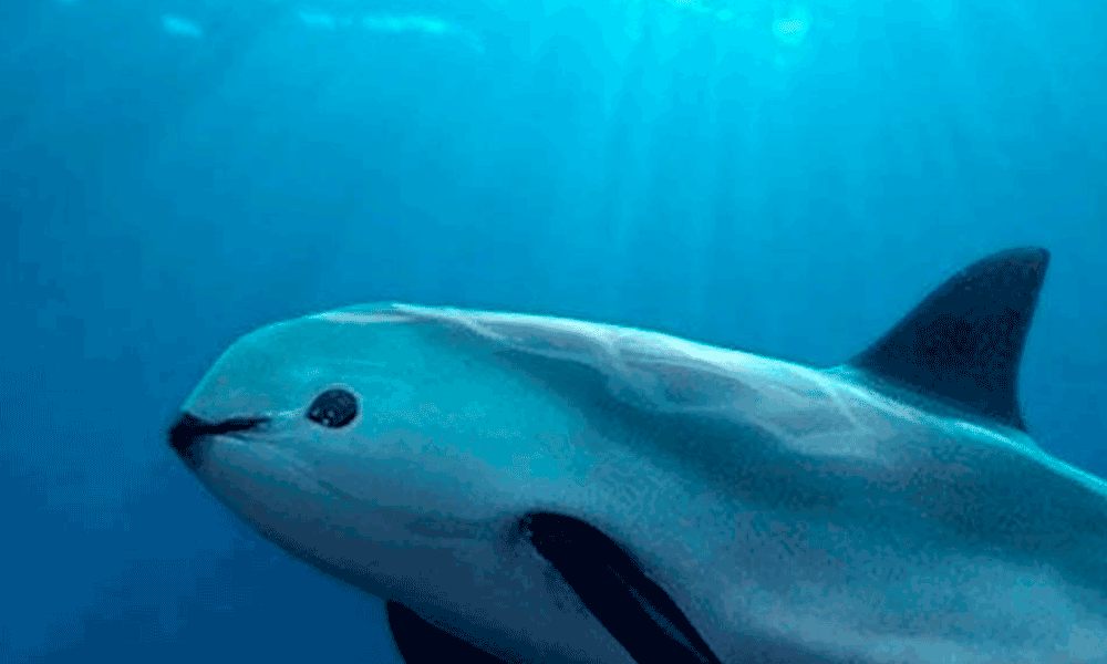 Avistan grupos de vaquitas marinas en Baja California