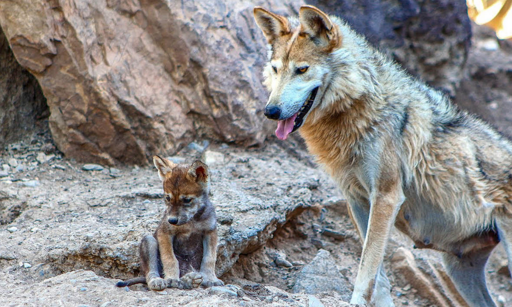 Once especies animales mexicanas en peligro de extinción