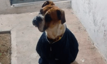 Exigen justicia para Miguel, un perro que torturaron con pirotecnia