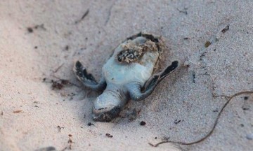 Mueren tortuguitas marinas por sargazo en Tulum