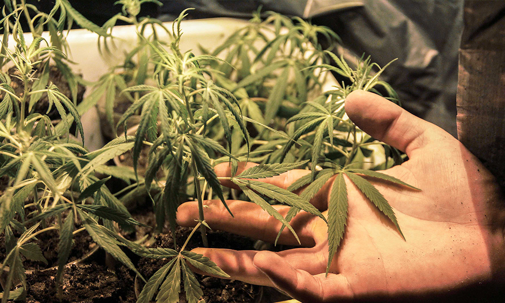 Senado convoca a foros para regulación de la cannabis