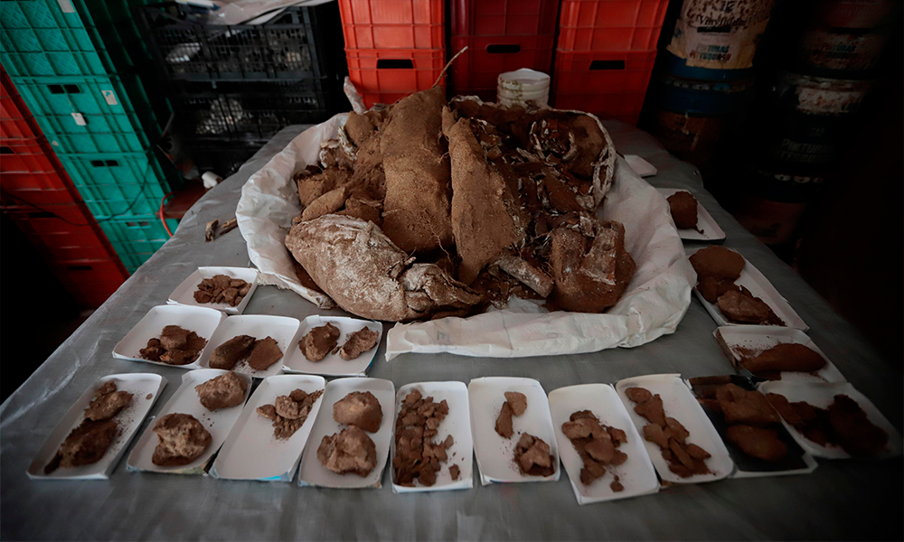 Encuentran en Jalisco restos de mamut