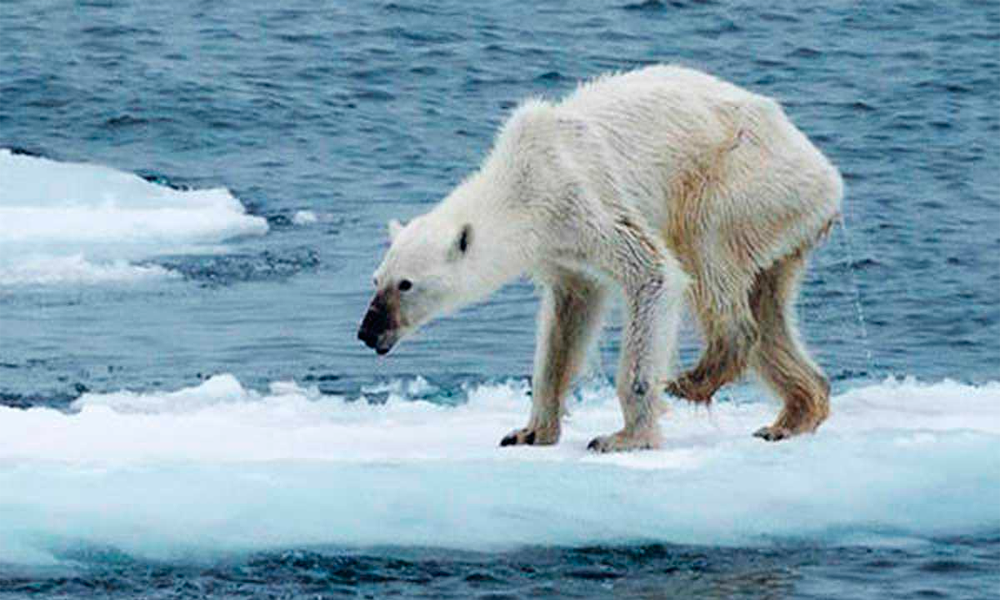 Oso polar, una especie amenazada