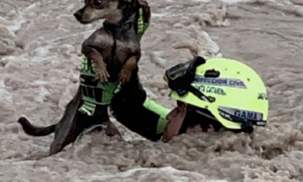 Rescatan a perro de una fuerte corriente de agua en Nuevo León 