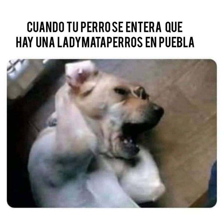 Memes De Maria La Mujer Que Mataba Perros En Bosques San Sebastian Menos mal que alli no hay narcos. elpopular mx