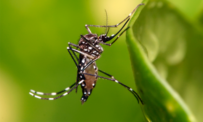 Cambio climático favorece el dengue